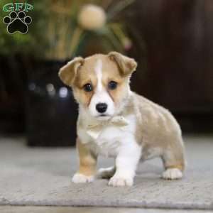 Fern, Pembroke Welsh Corgi Puppy